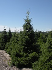 Serbian Spruce